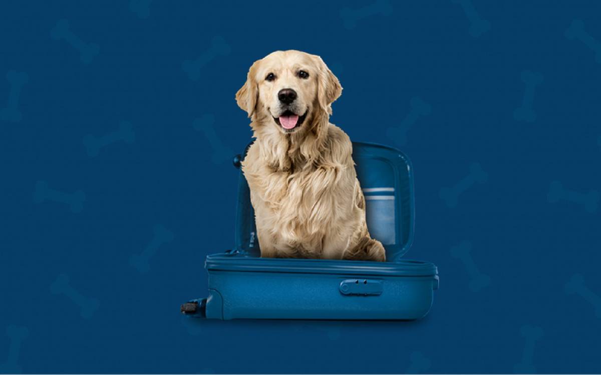 Somos pet friendly Hotel ILUNION Bel Art Barcelona Somos pet friendly Hotel ILUNION Bel Art Barcelona